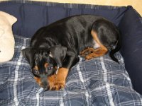 Brisco0003