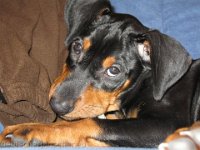 Brisco0005