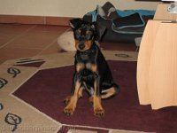 Brisco0006
