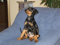 Brisco0008