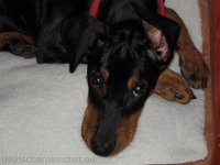 Brisco0010
