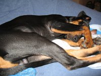 Brisco0011