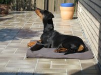Brisco0013