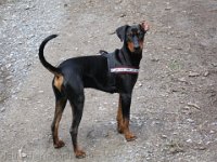Brisco0015