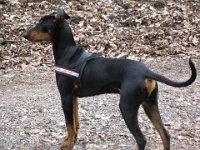 Brisco0018