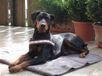 Brisco0020