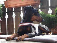 Brisco0021