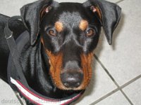 Brisco0024