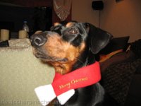 Brisco0029