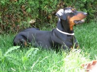 Brisco0036