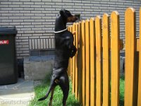 Brisco0037
