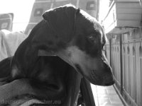 Brisco0044
