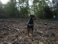 Brisco0045