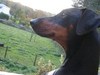 Brisco0047
