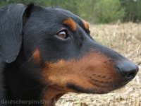Brisco0053