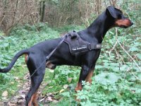 Brisco0056
