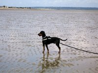 Brisco0057