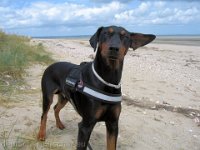 Brisco0058