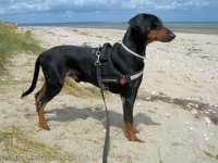 Brisco0059