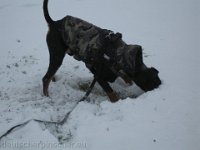 Brisco0063