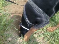 Brisco0064