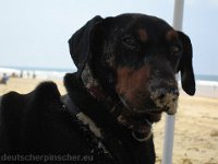 Brisco0072