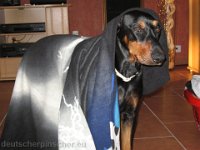 Brisco0075
