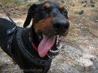 Brisco0083