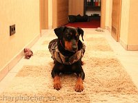 Brisco0089