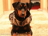 Brisco0090