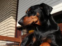 Brisco0091