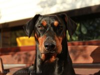 Brisco0092