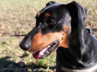 Brisco0094