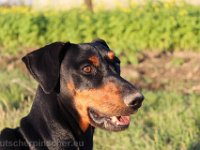 Brisco0095