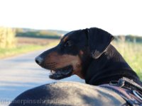 Brisco0096