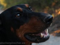 Brisco0097