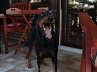 Brisco0099