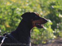 Brisco0101