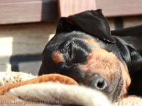Brisco0102