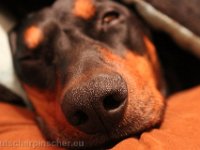 Brisco0108
