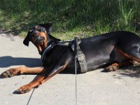 Brisco10