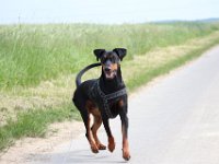 Brisco11