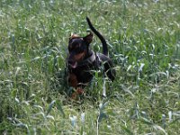 Brisco15