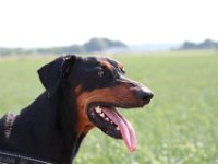 Brisco17