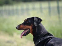 Brisco18