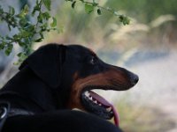 Brisco19