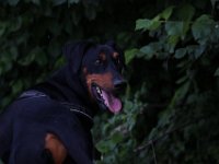 Brisco22