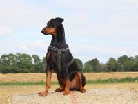 Brisco33