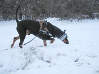 Brisco01