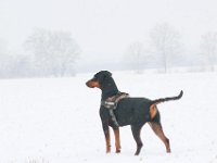 Brisco06